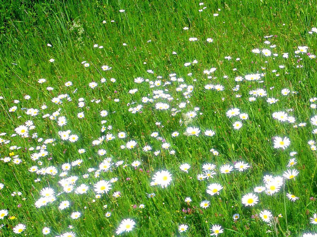 Ferienhaus Sommerlust Uckeritz Bagian luar foto